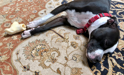 Dog lying on patterned carpet
