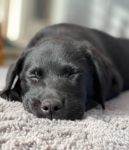 Puppy sleeping peacefully on freshly cleaned carpet after professional carpet cleaning in Sydney by Tuft & Weave