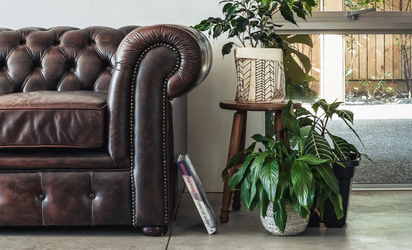 Brown leather sofa and plant