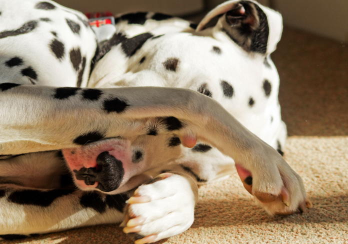 Dog with paws over face on beige rug