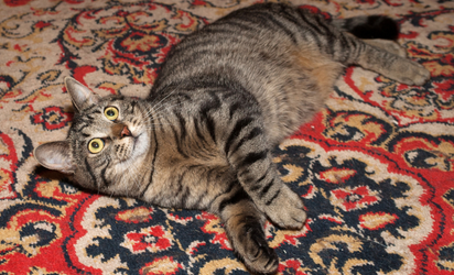 Cat lying on patterned rug