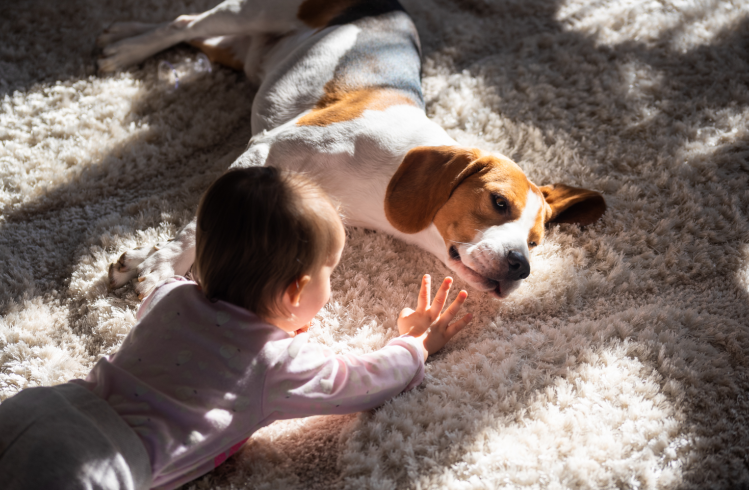 Baby and dog lying on cream carpet