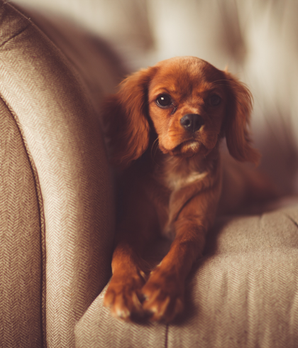 linen sofa cleaning sydney